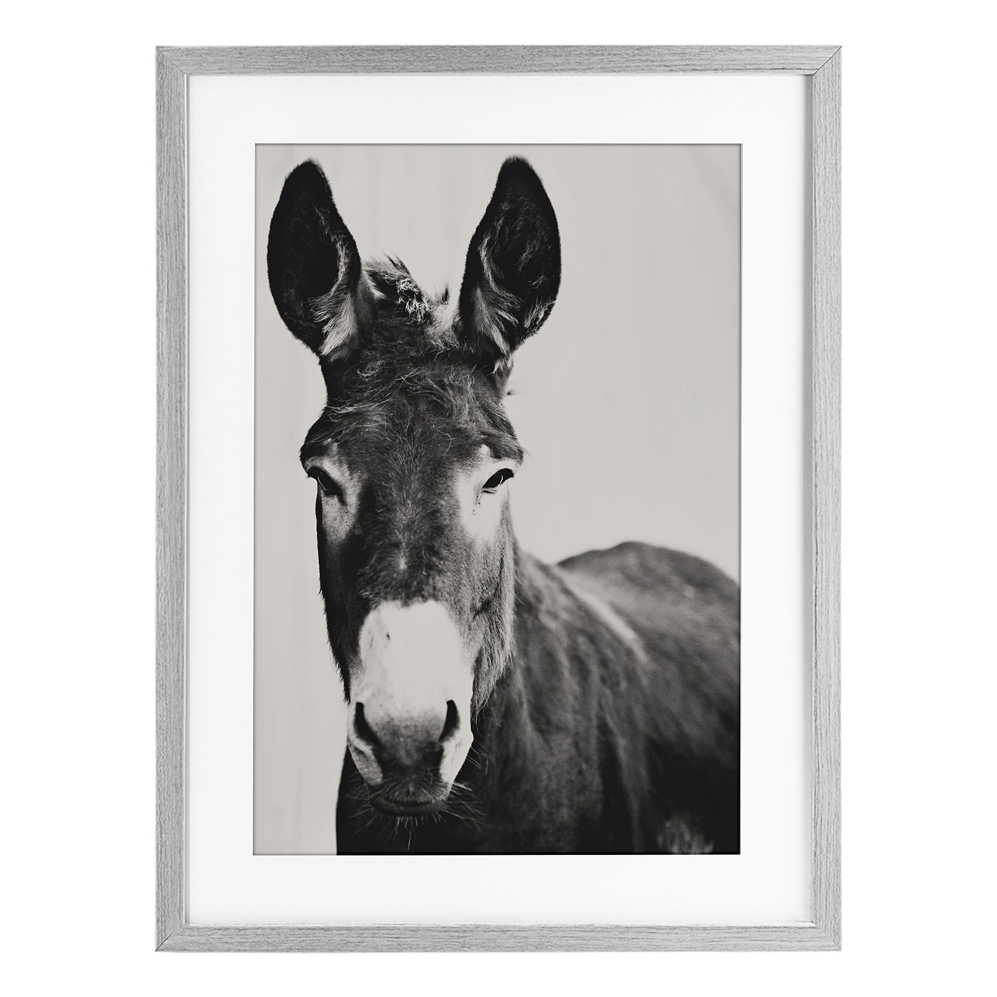 Stupell Industries 'Franz the Donkey Portrait', Framed Print Under Glass, Gray, 17 x 23 Inches, Easy to Hang and Sturdy, Made in USA, by Amy Carroll