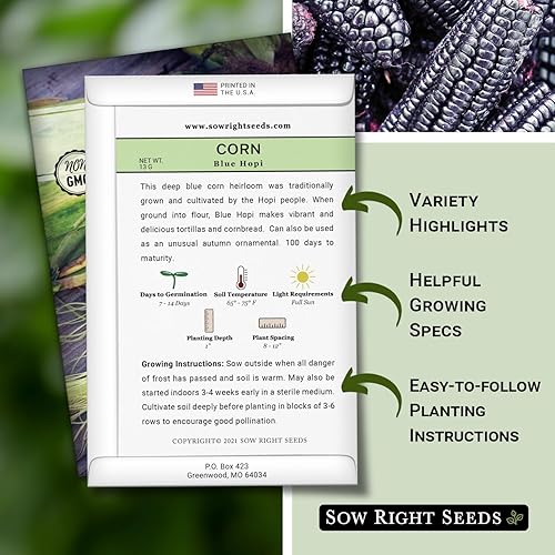 Miniatura 2 de Sow Right Seeds - Semilla de maíz Blue Hopi para plantar - Paquete de reliquia sin OMG con instrucciones para plantar y cultivar un huerto en el