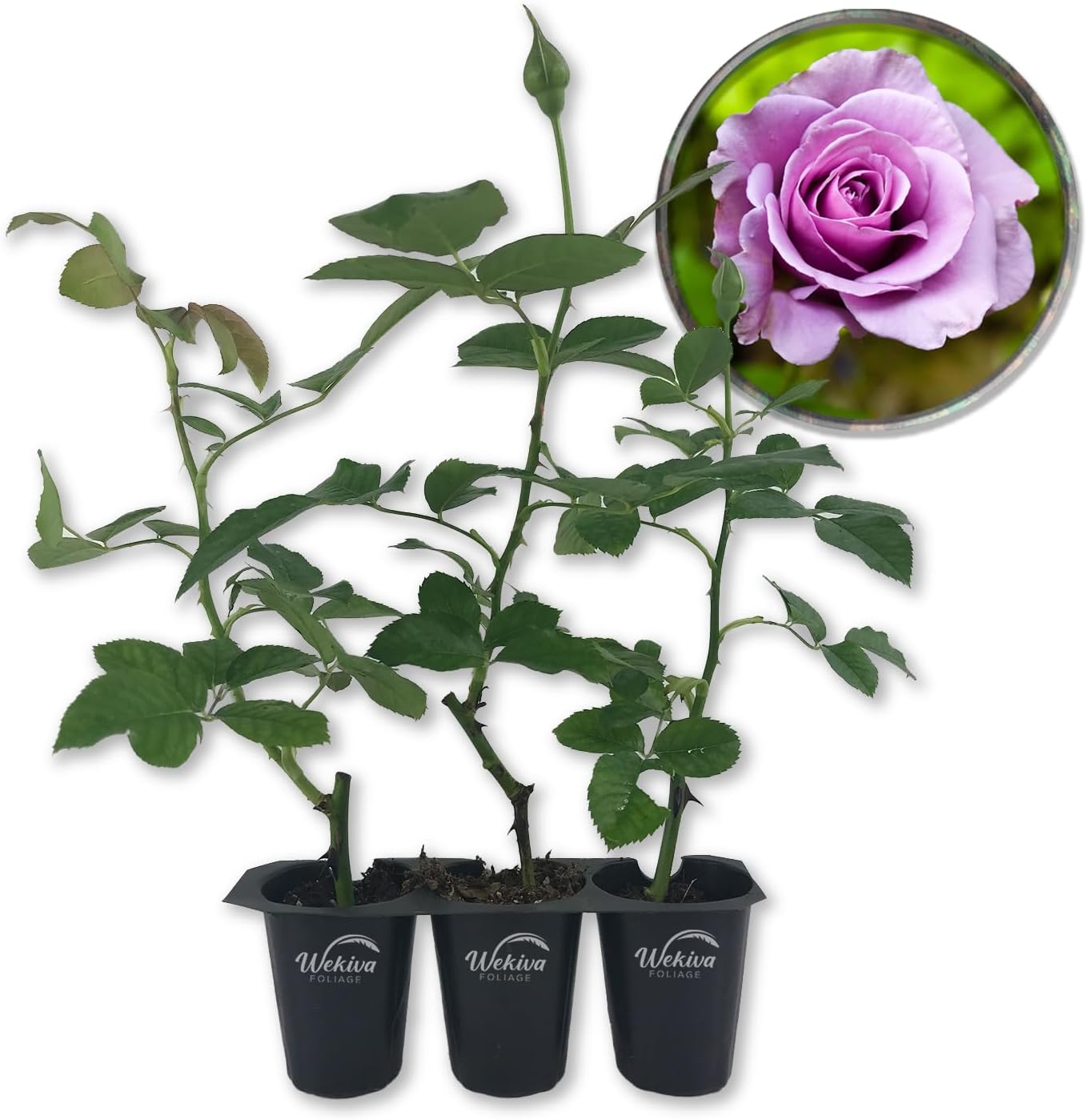 Lagerfeld Rose Bush - 3 Live Starter Plants in 2 Inch Pots - Beautifully Fragrant Heirloom Rose from Florida - A Versatile Beauty with a Rich Fragrance