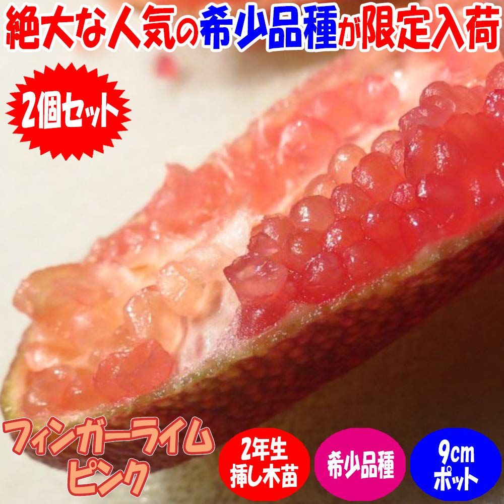 Amazon.co.jp: フィンガーライム ピンク 9cmポット苗(挿し木苗)/2個