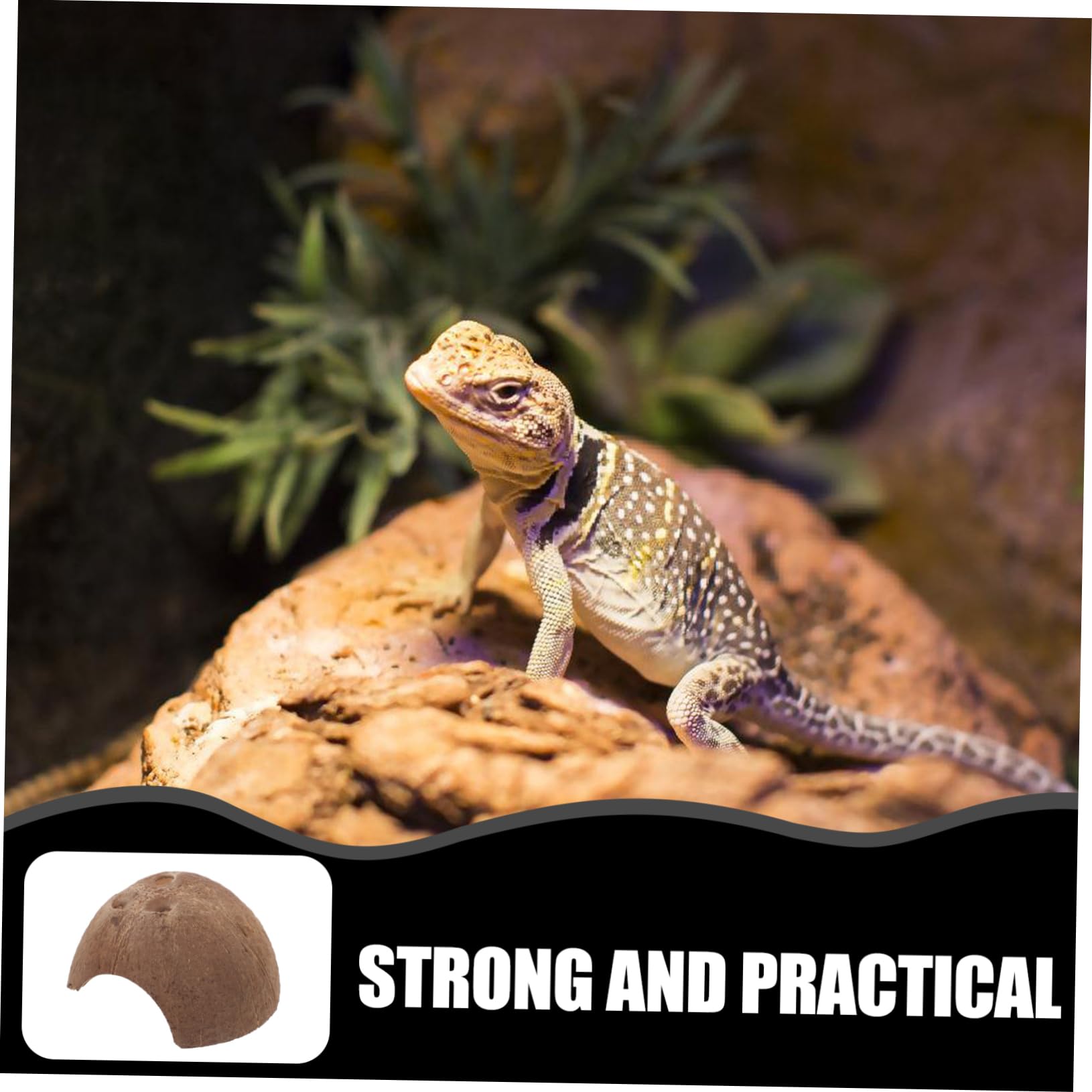 minkissy 15 Reptiles escondidos de Cuevas, decoración Decorativa de terrario, escondite de Reptiles, escondite de Reptiles, escondite de Lagarto, pequeños recipientes de Vidrio de Concha de, Caja