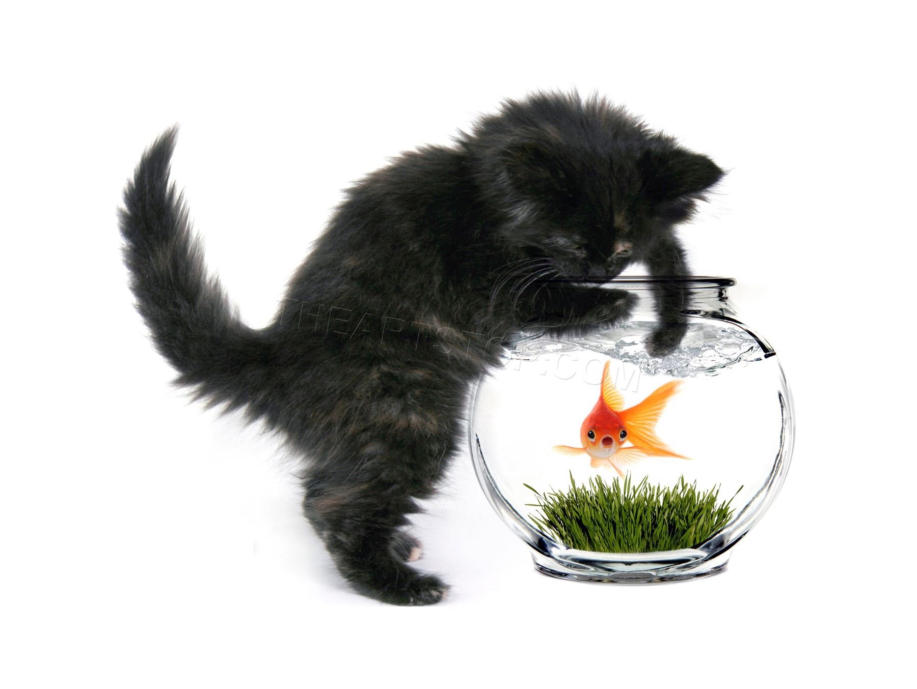 Wee Blue Coo Photo Black Kitten Cat Playing Goldfish Bowl Home Wall Art Print