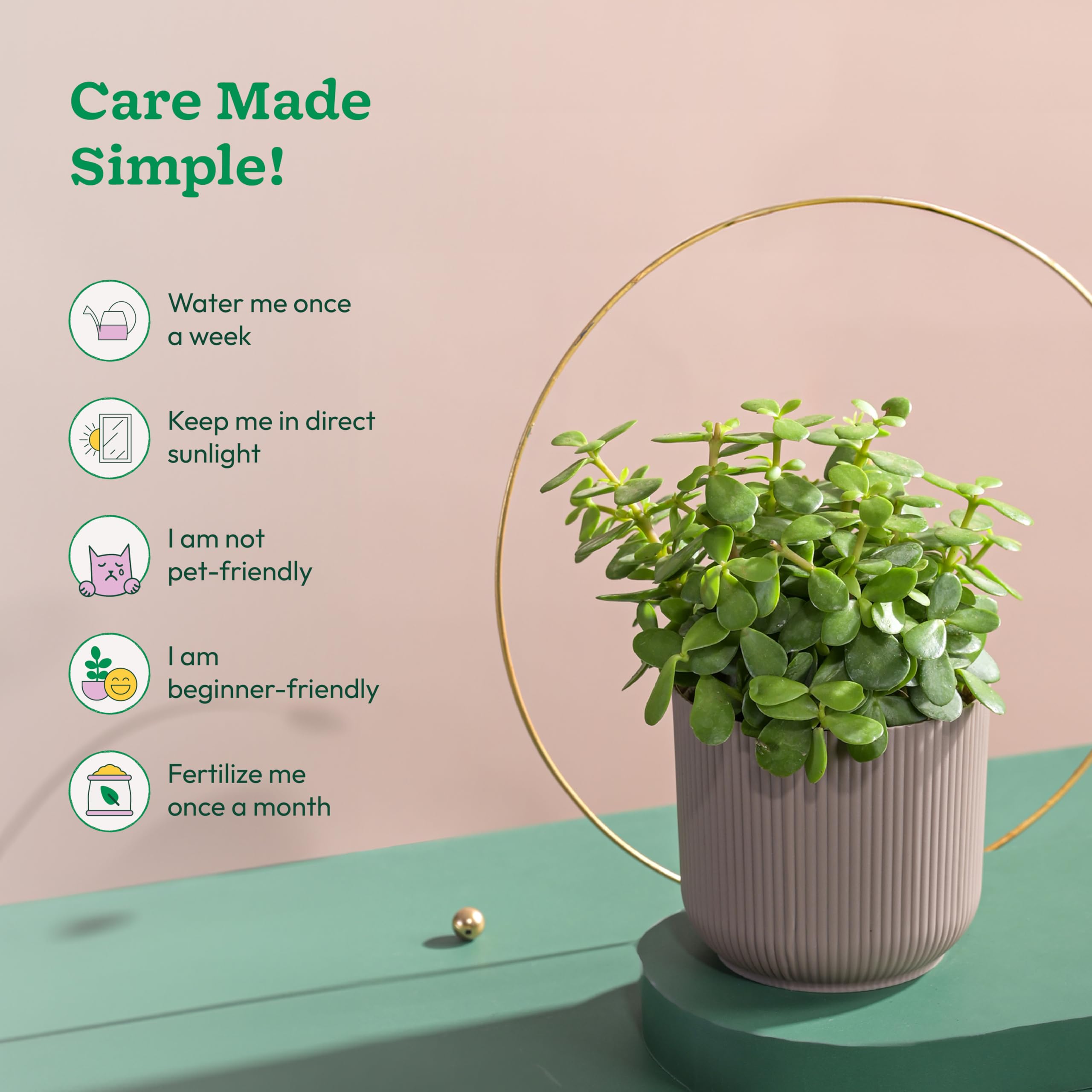 UGAOO Jade Plant in Mocca Ibiza Pot | Low-Maintenance Succulent for Home Decor, Office Desk & Good Luck Feng Shui Plant image 4