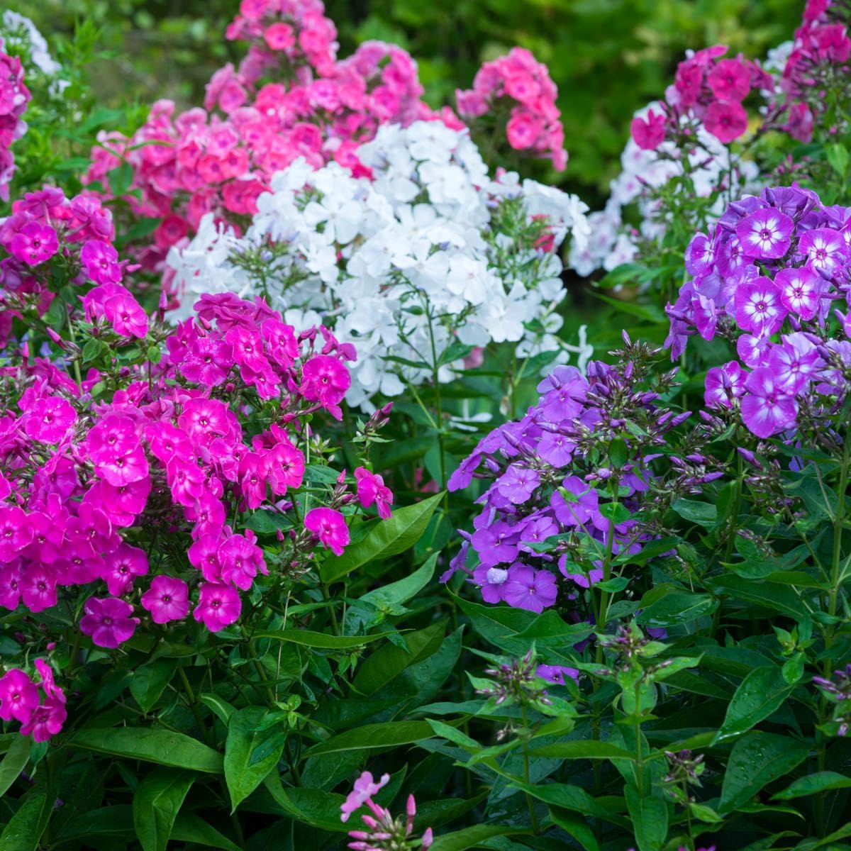 Direct Gardening - Tall Phlox Mixture Dormant Bare Root Perennial Flowering Starter Plant Roots - 8 Plants per Offer