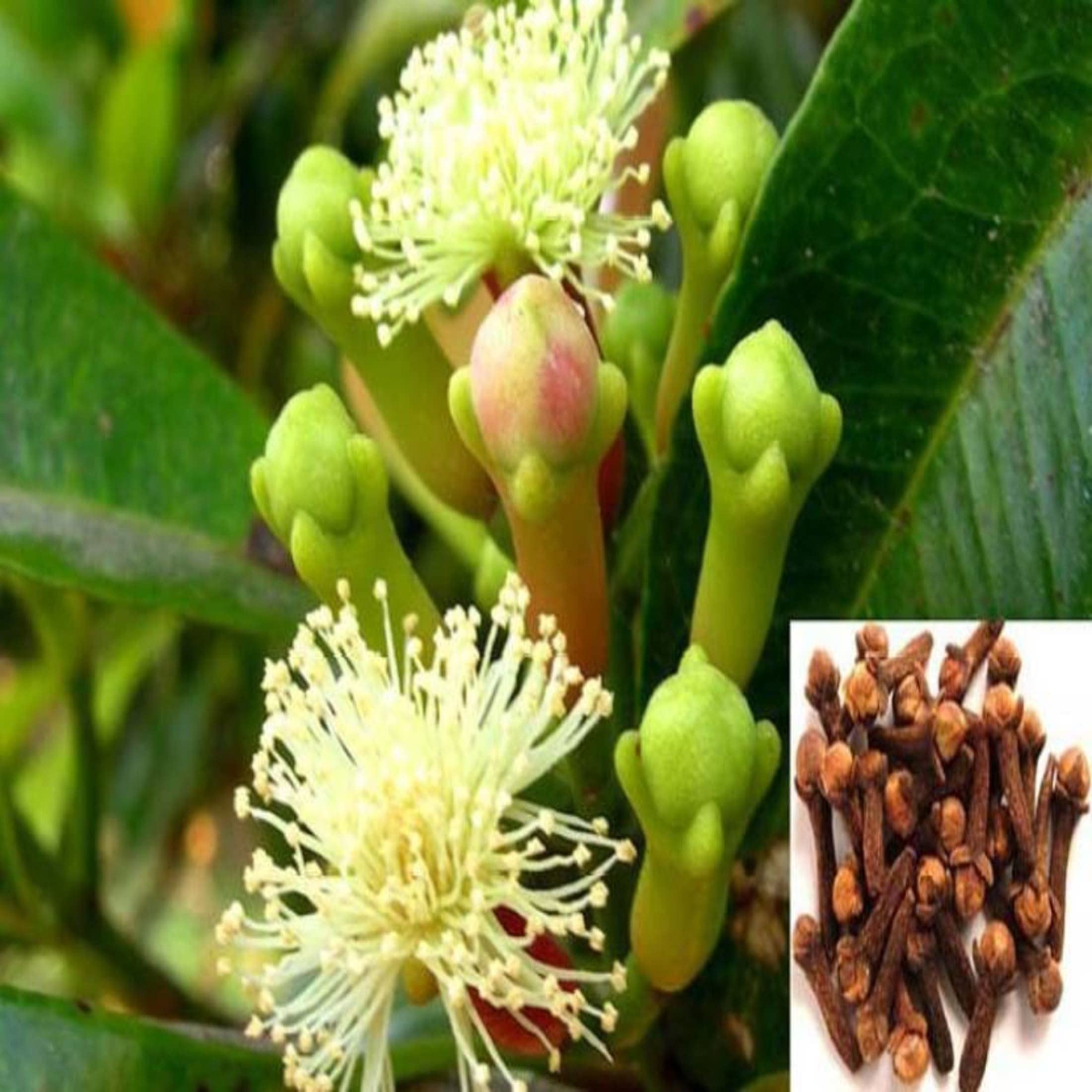 FasanGreen Herb Clove Plant for Indoor & Outdoor with Grow Bag (Multicolor, 150mm) (GN 704) (B0CHFH116Q) Amazon Price History, Amazon Price Tracker