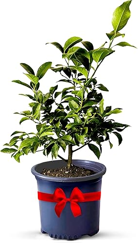 Vista 8 de Calamondin Tree - Plantas vivas para exteriores de 18 a 22 pulgadas de alto, árboles frutales de interior enanos, plantas vivas que no se pueden