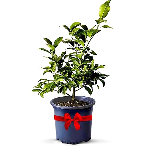 Key Lime Tree Live Plants 13" - 22" Tall Indoor Outdoor Fruit Tree Plant Growing, Live Citrus Tree Mothers Day Gift for Mom Home Garden Patio and Decor Use, Cannot Ship CA AL AZ TX LA by Via Citrus
