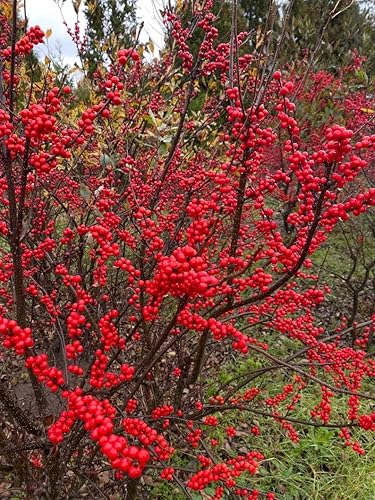 30 semillas de arbusto de bayas de invierno para plantar - Ilex verticillata - Alimento esencial de invierno para pájaros, bayas rojas muy atractivas
