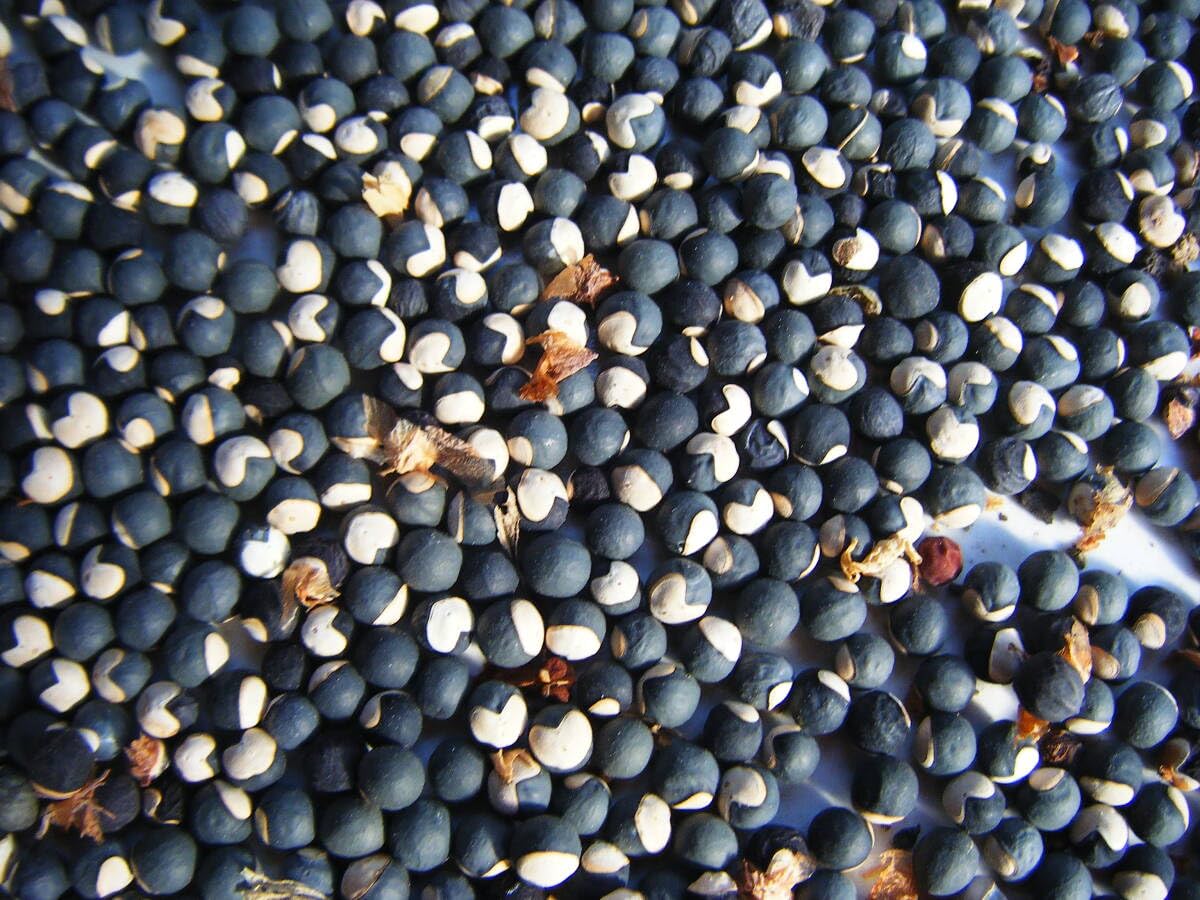Amazon.co.jp: フウセンカズラ（風船葛）の種 1セット＝50粒 一年草