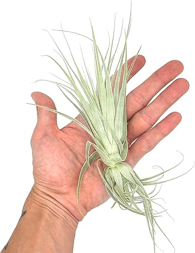 Vista 4 de Planta de aire vivo Tillandsia Gardneri 5-7 pulgadas 3 unidades ragnaroc Rare Collectors Planta tropical de interior Llegada viva garantizada