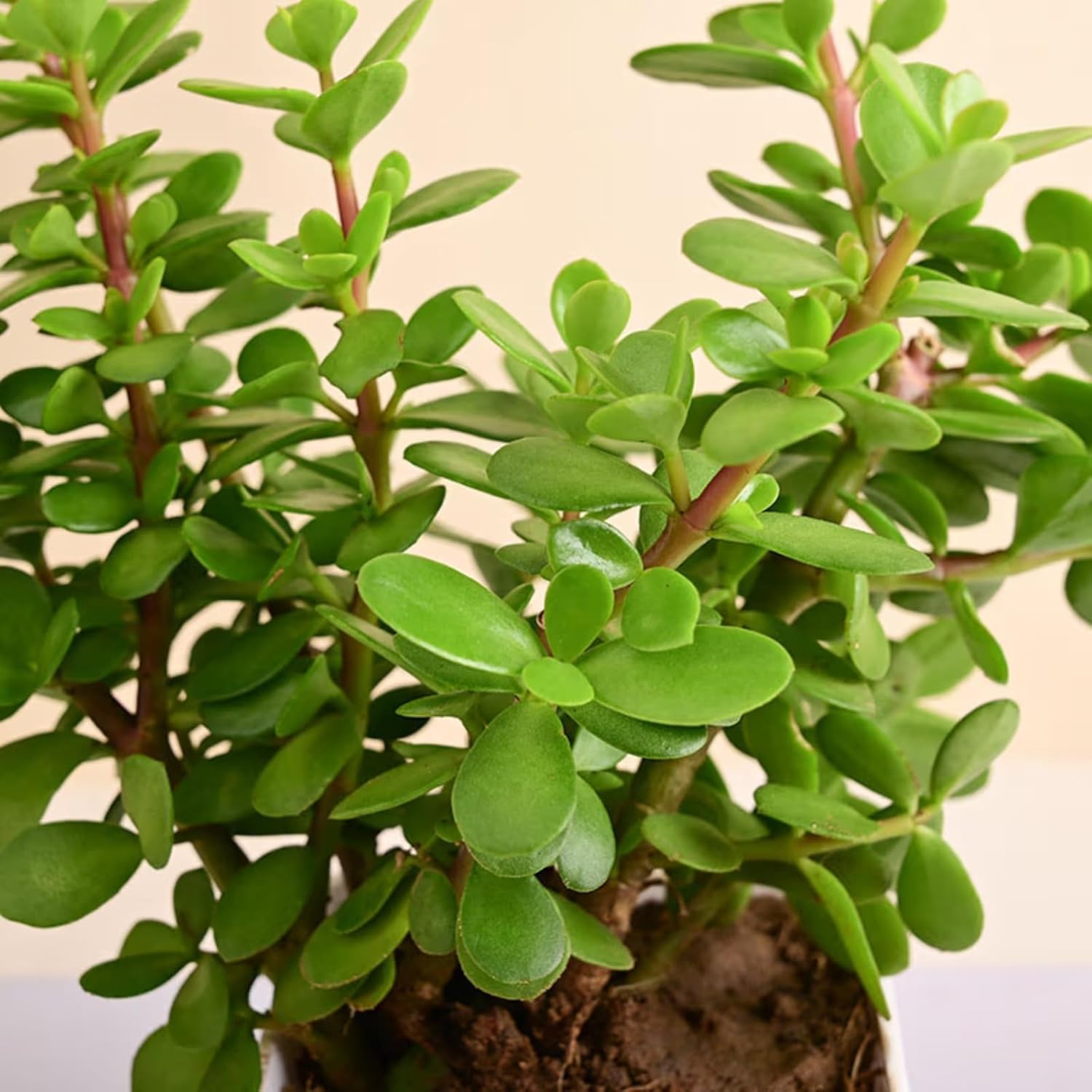 Live Jade Plant with Pot | Good Luck Feng Shui Money Plant Succulent | Indoor Outdoor Low Maintenance Natural Green Plant for Home Decor Living Room Office Desk Table | Pack of 1-image-19