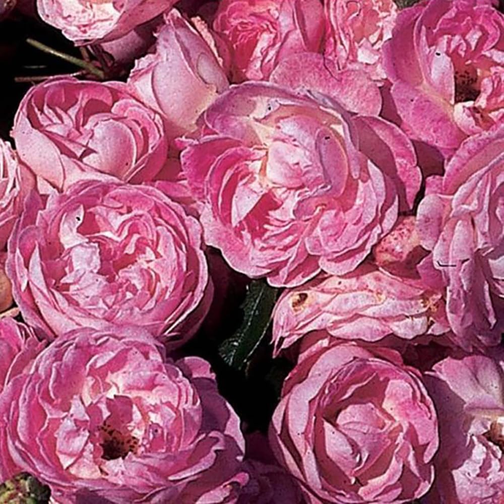 B&Q -  Harkness Rose 'pearl Wedding 30Th Anniversary' Established Rose In 4 Litre PotReady To PlantFor PotsBedsAnd Borders