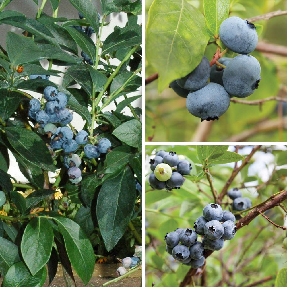 Thompson & MorganPotted Hardy Garden Plants Blueberry, Heavy Cropping Fruit Bushes, Ideal for Patios & Outdoors, Easy to Grow, 3 x Blueberry Full Season Collection Plants in 1.5 Litre Pots