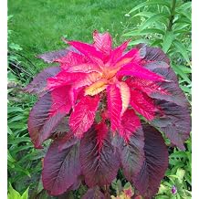 Amaranth Tricolor Seeds Edible Ornamental Annual Flowers Vibrant Red Yellow Green Foliage Fast Growing Tropical Garden Flower for Beds Containers Borders