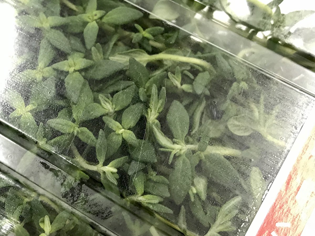 Amazon.co.jp: Osaka Prefecture Japanese Herb Thyme, 1 Pack : Food