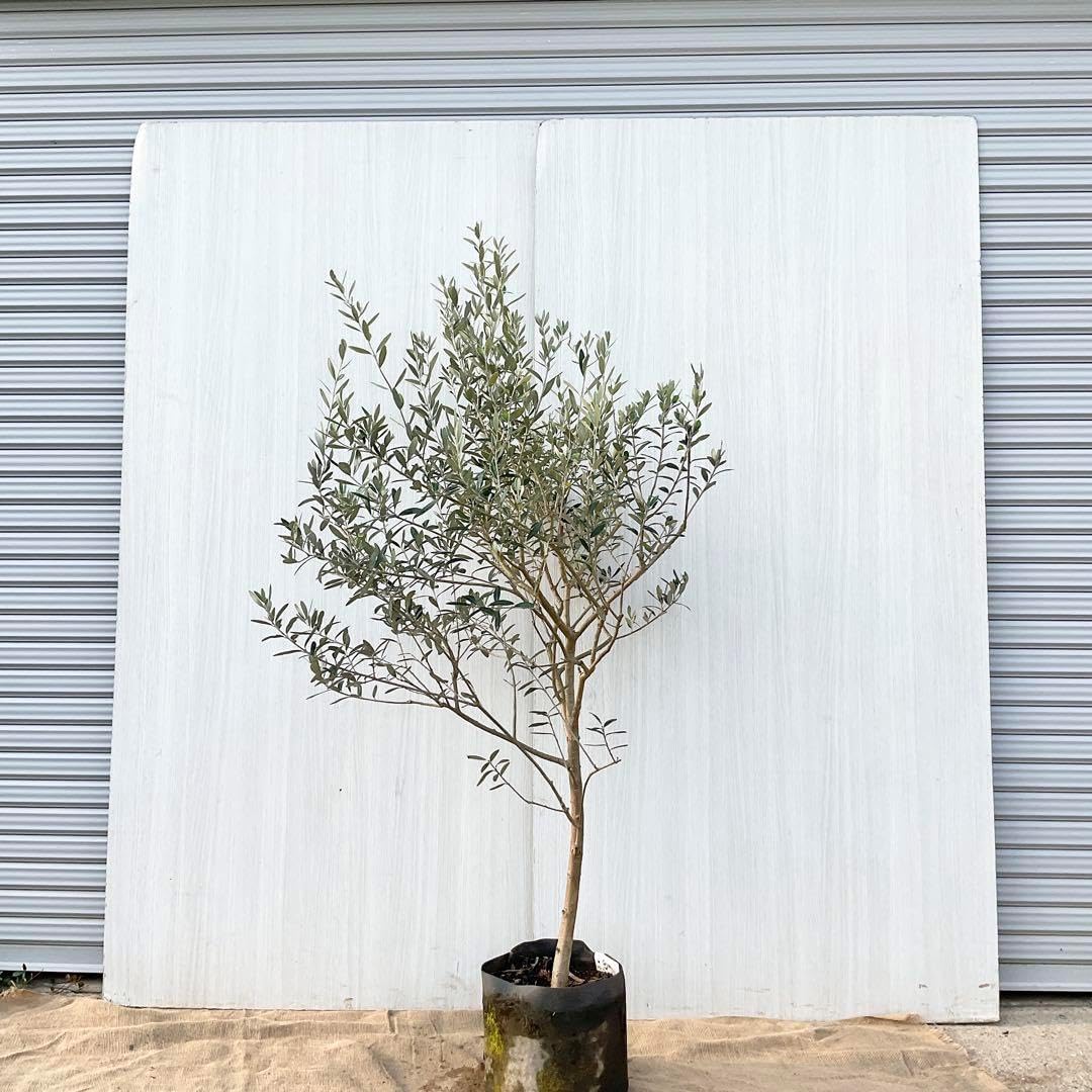 オリーブの木 モライオロ / 558 オリーブの木 モライオロ 558 オリーブの木 モライオロ / 558 オリーブの木 モライオロ 558