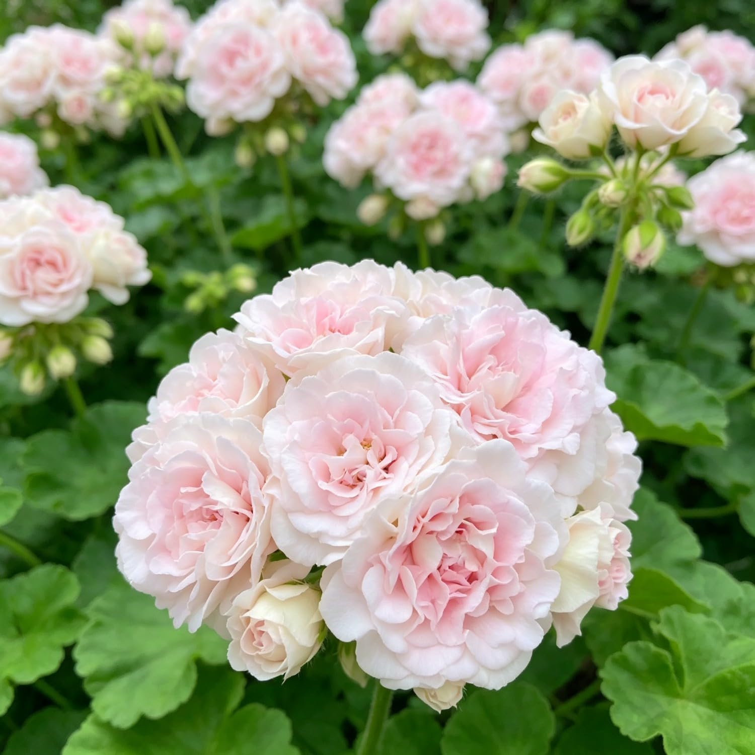 Double Geranium Seed-Hardy,Perennial, Vibrant Floral Display Garden — image 1