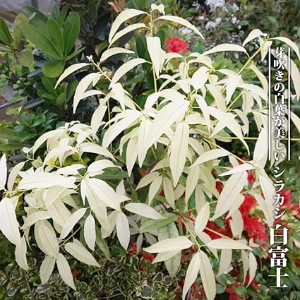 Amazon Co Jp シラカシ 苗 白富士 シロフジ 接ぎ木 ポット苗 生垣 目隠し 庭木 常緑樹 Diy 工具 ガーデン