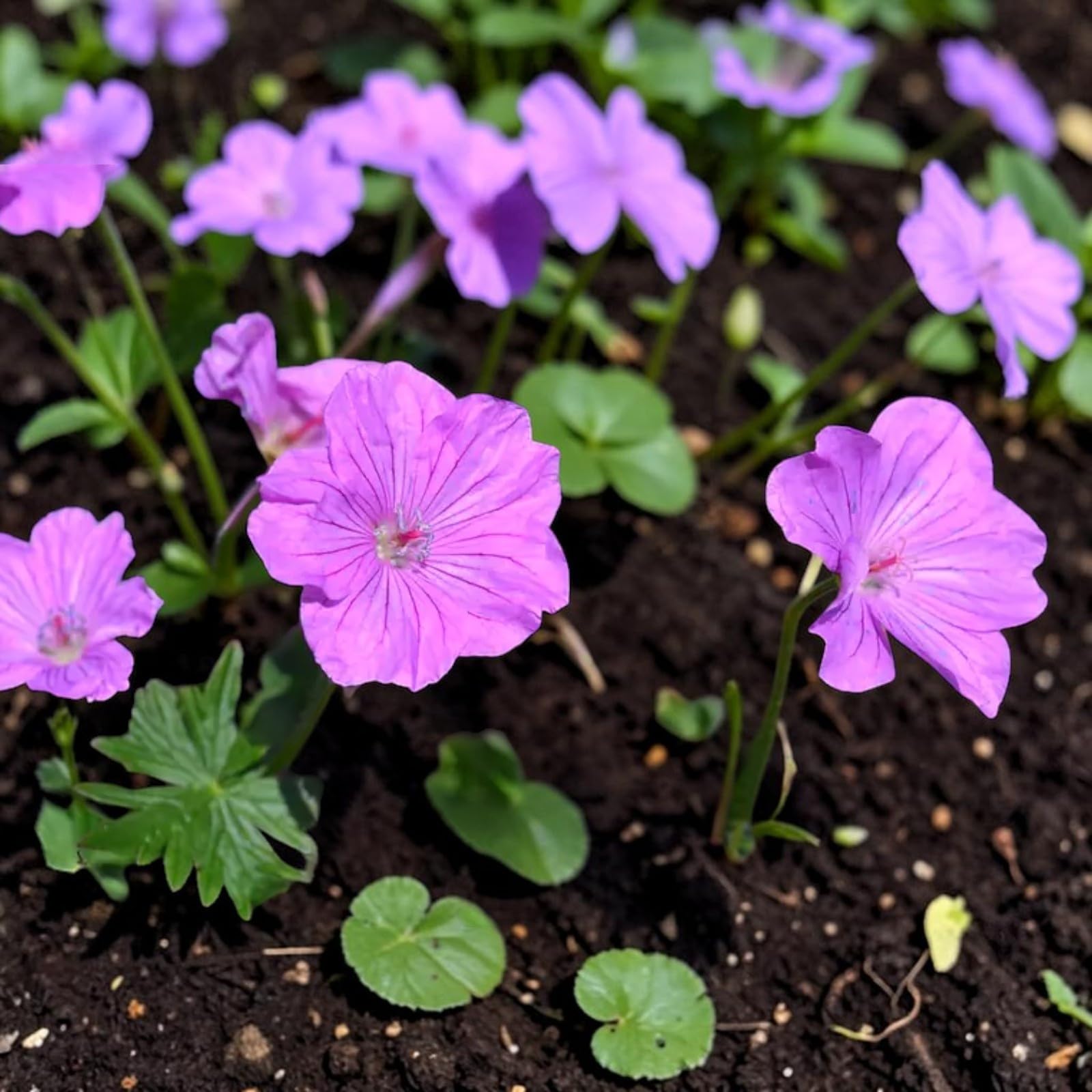 Carbeth Plants Geranium Plant in 3L Pot (Blushing Turtle)