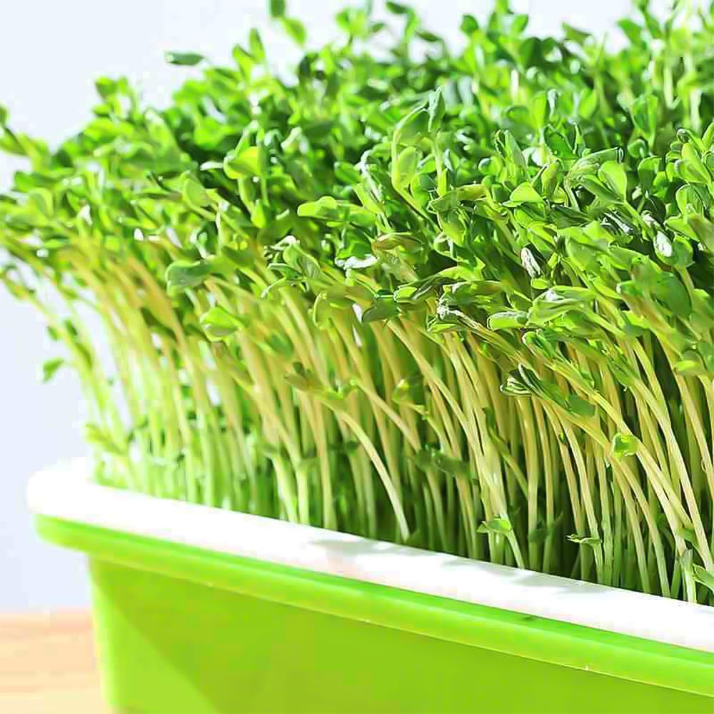 6 Piezas Bandeja de Germinación de Semillas 32.5x24.5x4.5cm Bandejas para Germinar Brotes Germinador Semillas de PláStico para Cultivo de Frijoles Mungo Alfalfa y Hierba de Trigo
