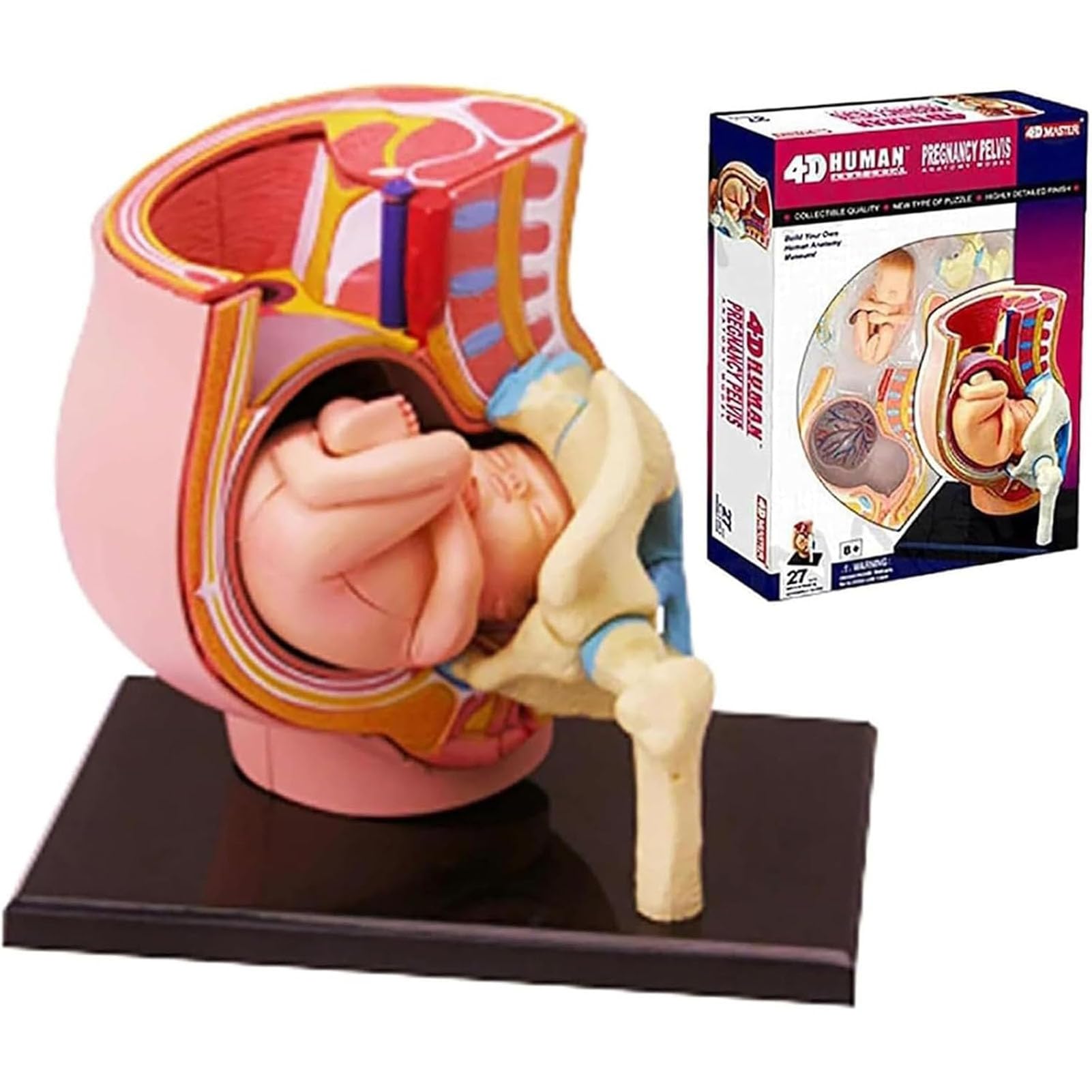 Générique Modèle anatomique du bassin humain pour grossesse 4D, Mini modèle d'utérus humain