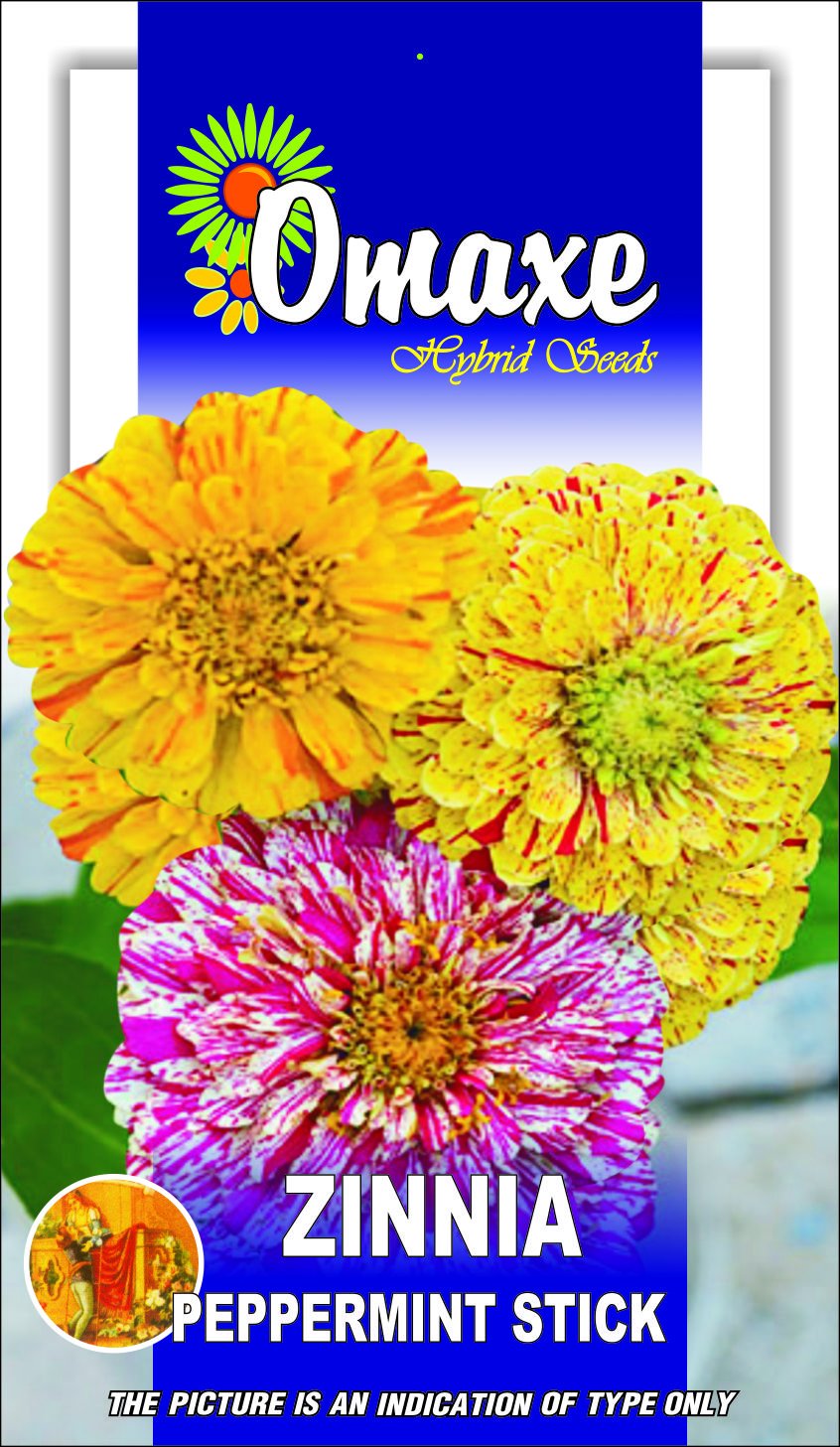 Indica Zinnia Peppermint Stick Mixed 50 Seeds Pack (B01BGZMFOQ) Amazon Price History, Amazon Price Tracker