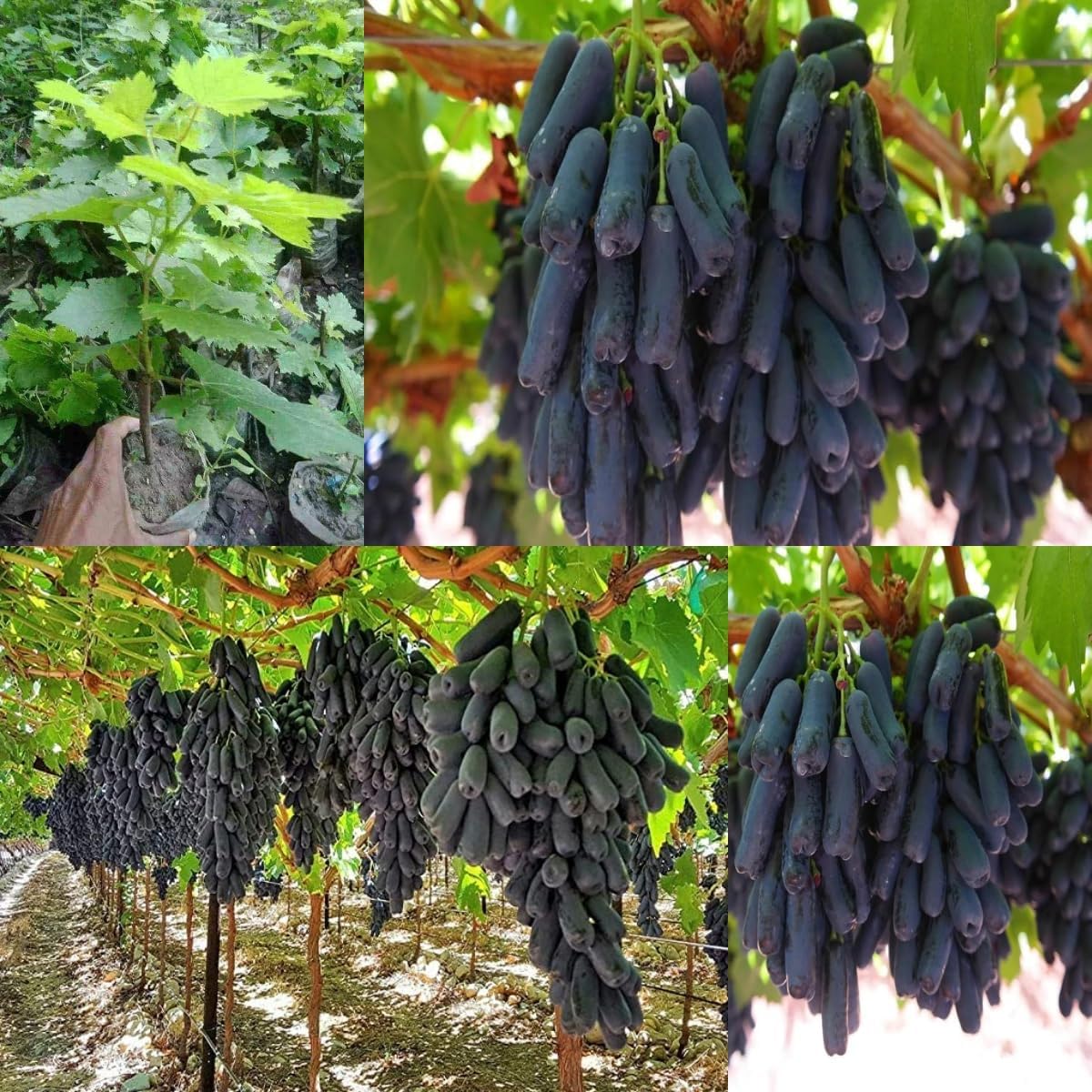 Black Sharad Seedless Grape Plant Angoor Air Layering Grafted | Hybrid Variety, Seedless Fruit, Live Plant, Sweet Flavor, 1 Grape Plant-image-10