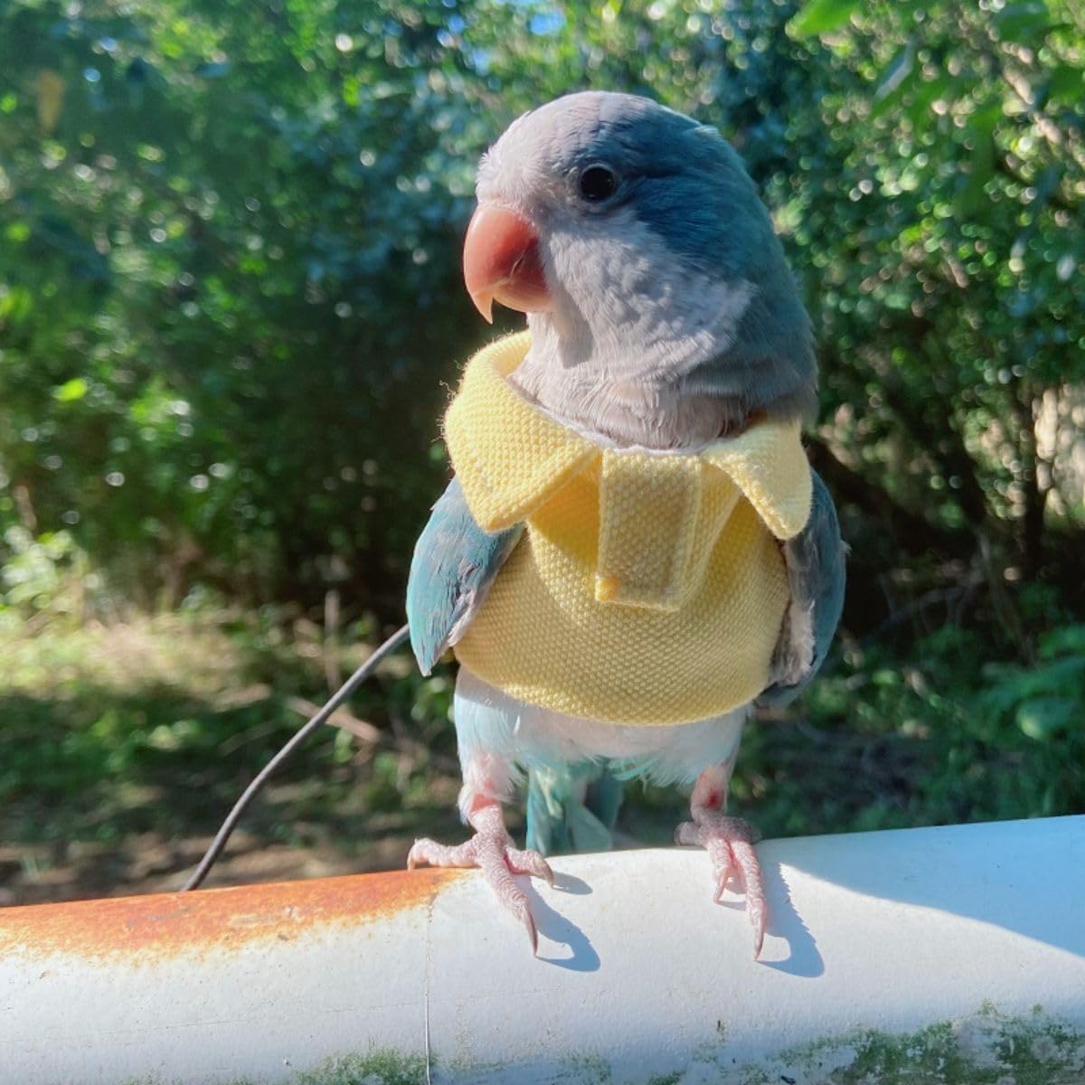Funny Festival Parrot Coat Halloween Christmas Birds Costume Apparel for Bird Clothes Bird Diapers for Parakeets Conures Macaw (Without Diaper,M)