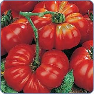 50 Seeds Costoluto Genovese Tomato Seeds (More Heirloom Organic Non GMO Vegetable Fruit Herb Flower Garden Seeds)