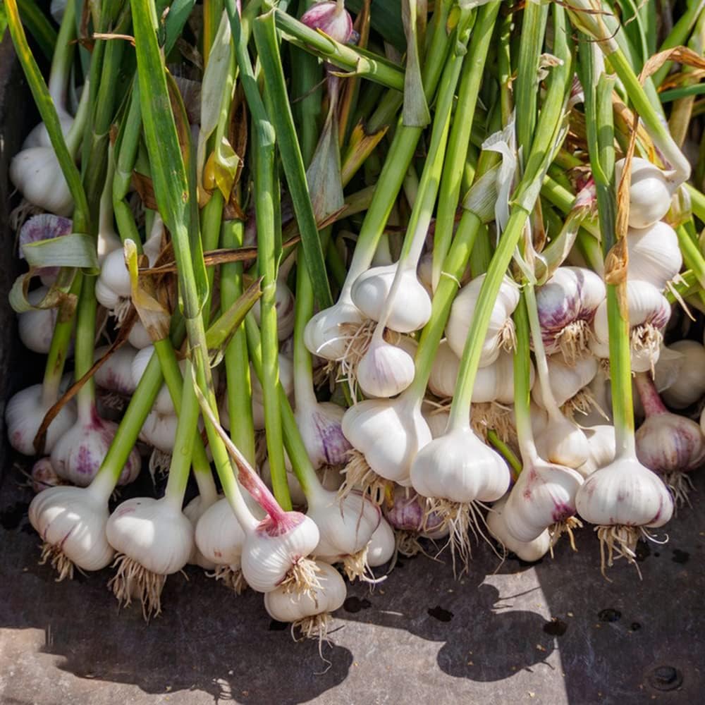 Hymor Violetter Knoblauch 3 Knollen Lila Knoblauch Ajo Morado Aus hymor-violetter-knoblauch-3-knollen-lila-knoblauch-ajo-morado-aus