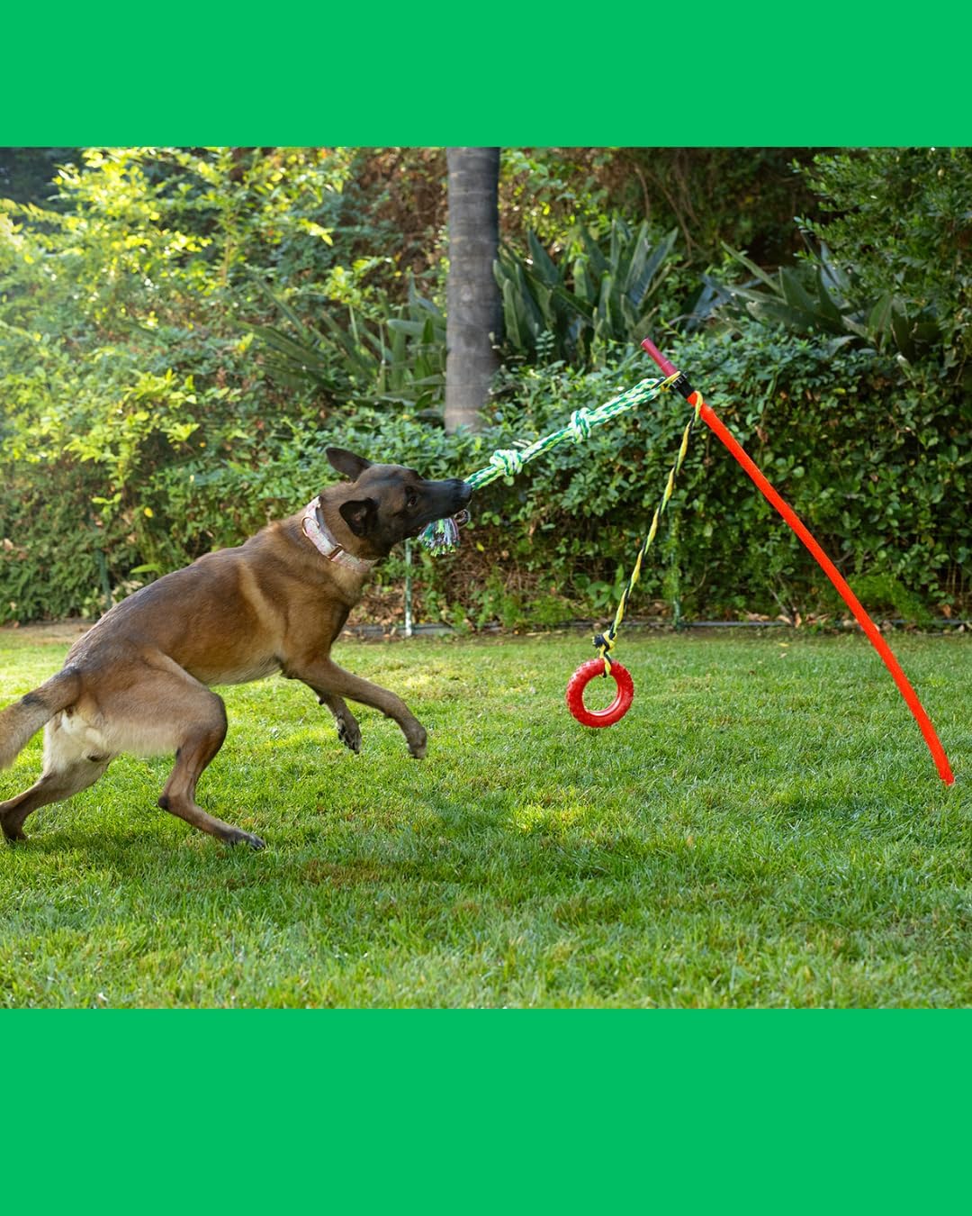 Outdoor Tug of War Toy for Dogs Rope Toy – Interactive Exercise Game in Yard, Agility, Medium, Large Extra Large & Small Breed –– Dogs Training Tools & Exercise Equipment, Belgian Malinois