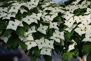 Kousa Dogwood 2-3' in Height in a ABP Container