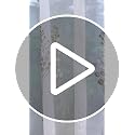 Image of (5 ft Tissue Embroidered Curtain | Leaf Design Eyelet Window Curtain | Vintage Classical Floral Print | for Home | Beige & Grey (Pack of 2) | 152 L x 121 W Centimeters