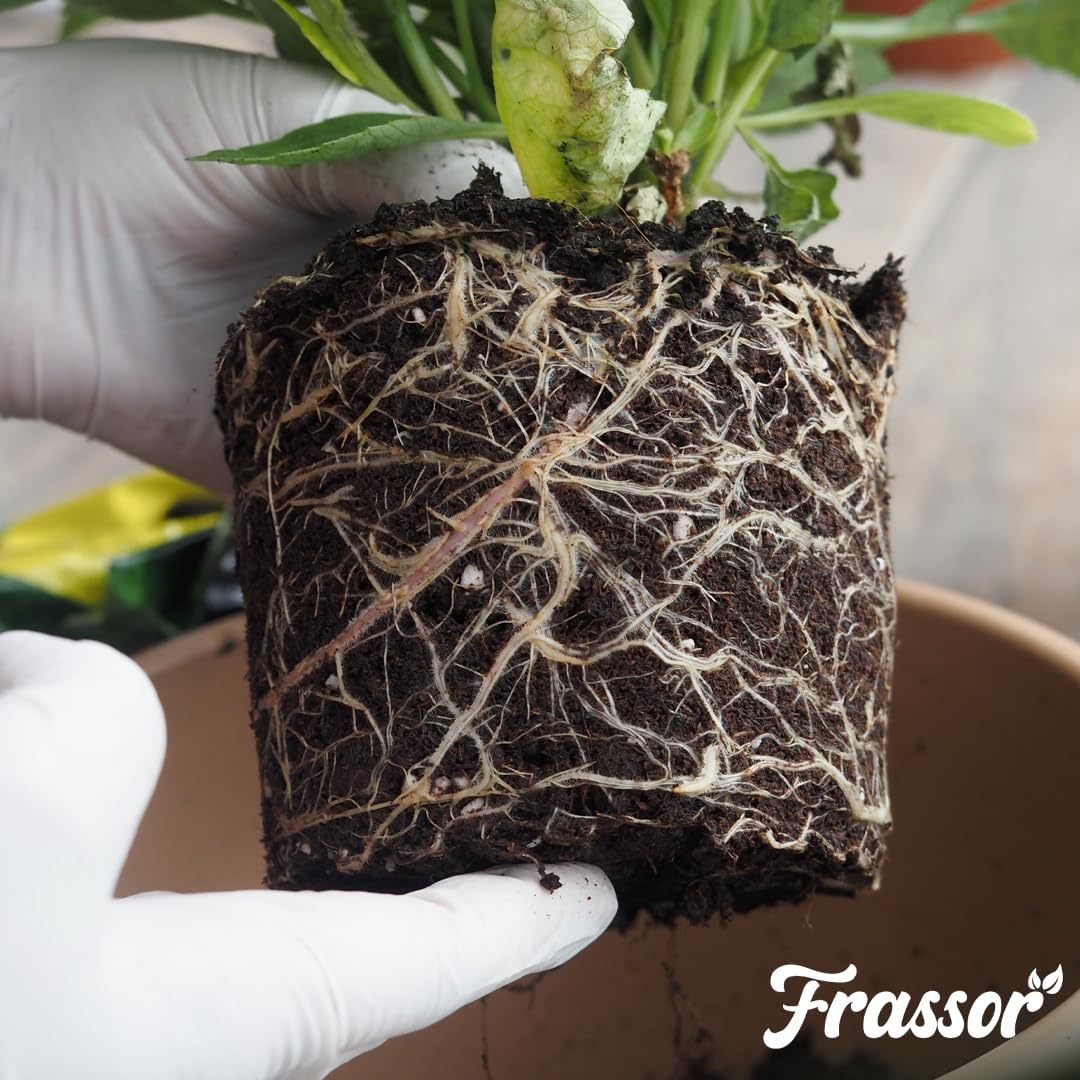 Concentré Équilibre Racinaire - 1L = 1000m² | Stimulateur Racinaire - Renforce Racines Et Absorption Des Nutriments - Frassor