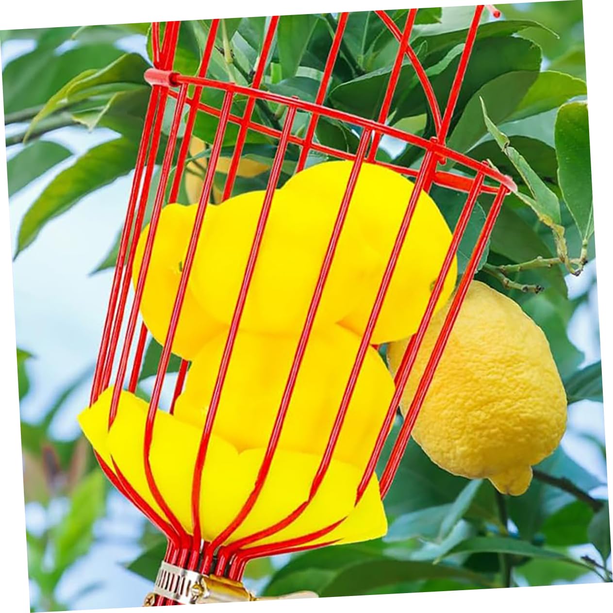 HANABASS Raccoglitrice di Frutta in Acciaio Inox Cestino Raccoglitrice senza Manico Attrezzo Agricolo per Raccolta Frutta da Albero Adatto Mele Pere Pesche Kiwi Limoni Arance