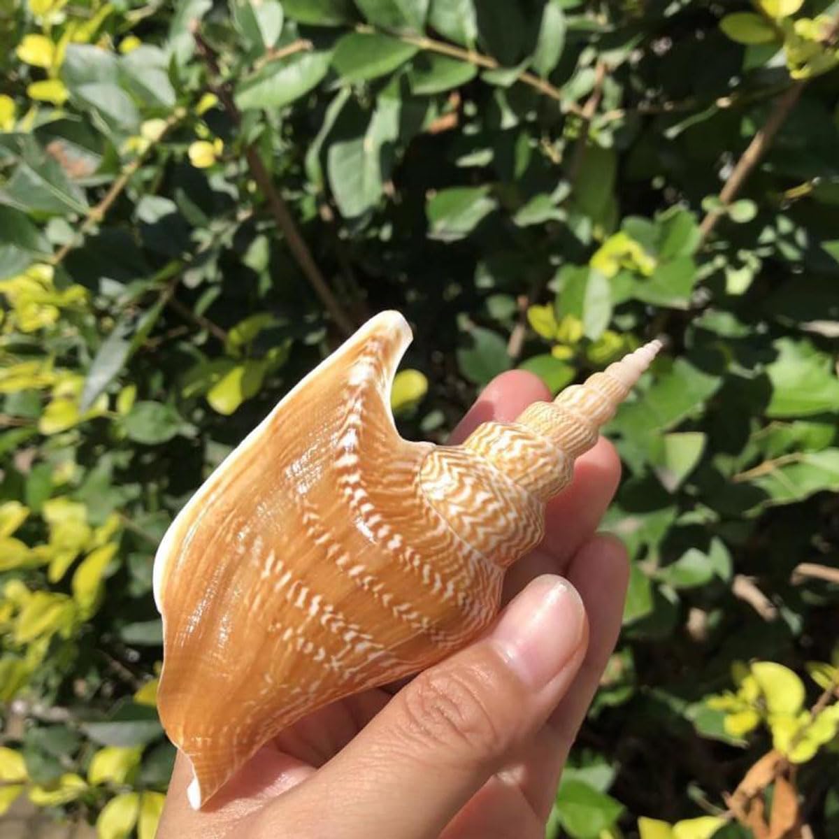 Large Natural Conch Shell,Ocean Conch, Shells Natural Conch for Fish Tank Ornament DIY Craft Collector Wedding Beach Theme Party Decor Birthday Present(8~10cm)