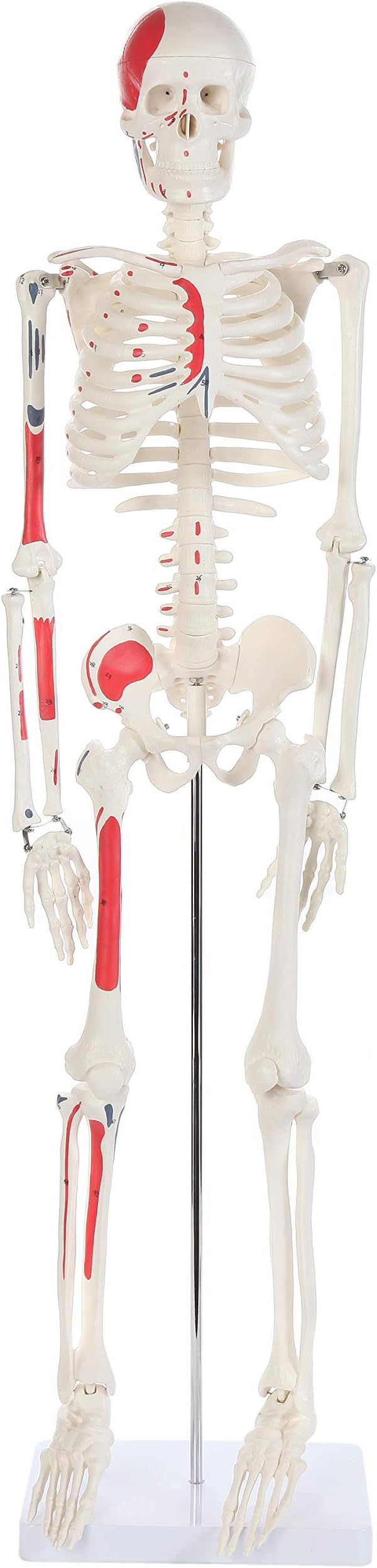 Anatomy Lab Half Life Size Painted and Numbered Human Skeleton Model, 35" Anatomical Replica with Muscle Insertion and Origin Points, Removable Skull Cap & Jaw, Durable Stand for Display and Study