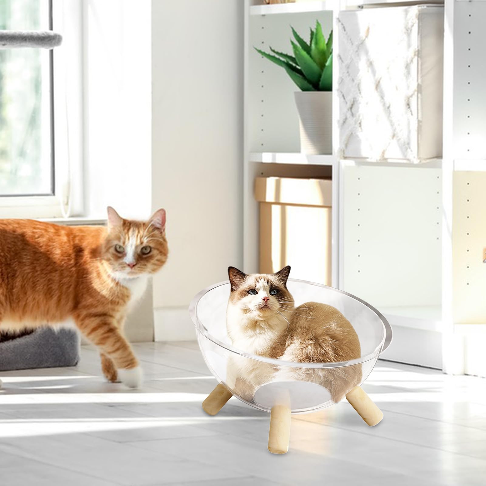 Schlafnest für Katzen mit Holzsockel – Korb für Katzen | Aktivitätshaus aus transparentem Acryl für Kaninchen | transparente Kuppel, Zubehör für Kleintiere, Raum, Aktivität, Erholung, Spiel