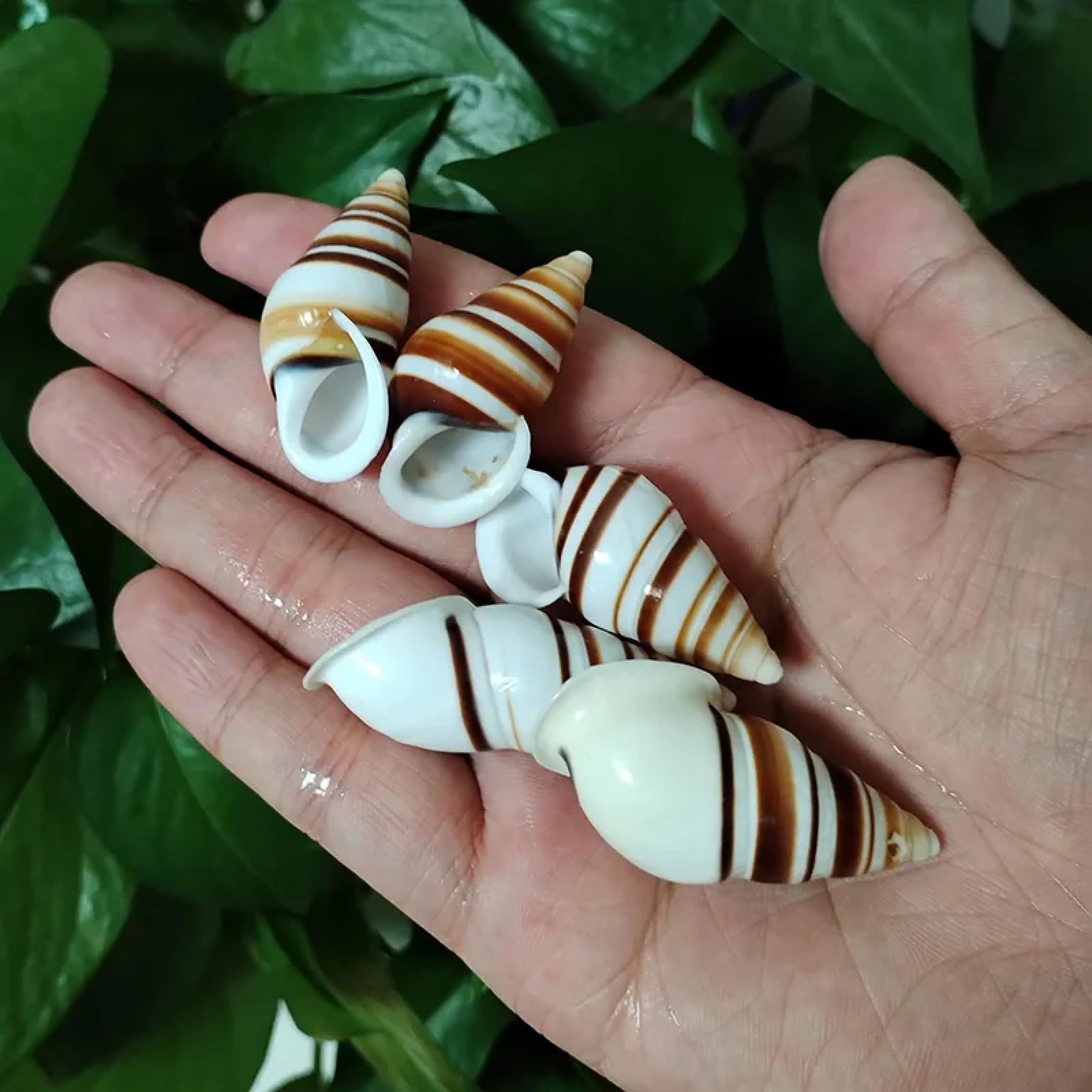 Conchiglie per artigianato, 5 pezzi, 3-6 cm, conchiglie naturali, lumaca, esemplare, lumaca, acquario, ornamenti per acquari, eremita, granchio, cono morso di pulci