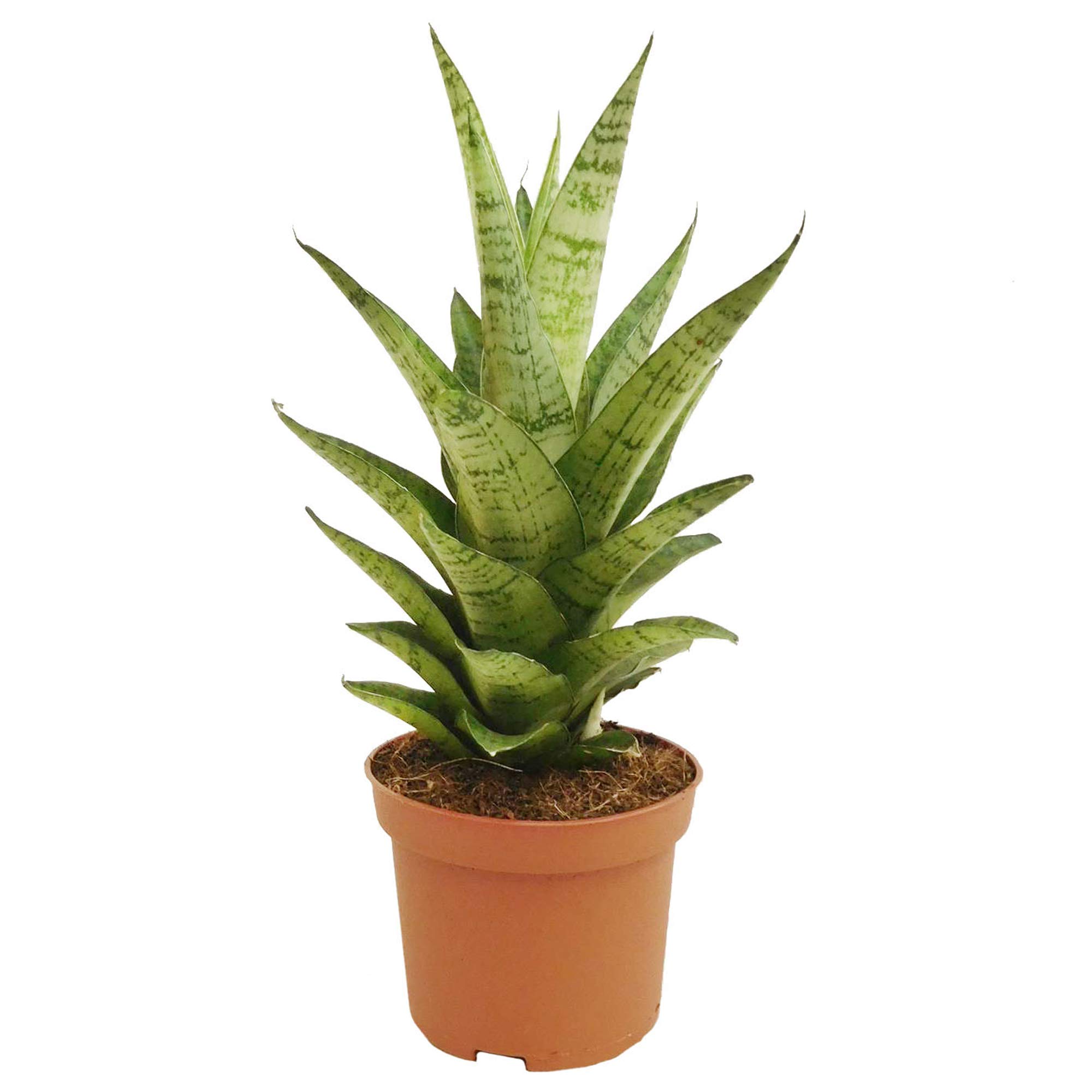 Sansevieria Tough Lady Snake Pflanze fr Zuhause oder das Bro (30-40cm mit  Topf) : Amazon.de: Garten