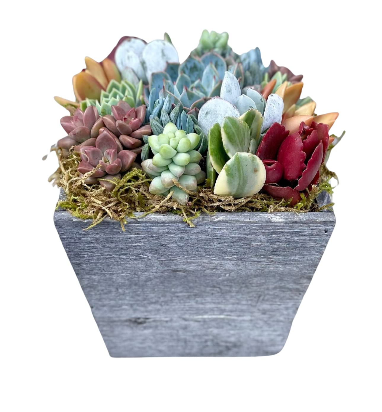 Kaleidoscope Eyes Live Succulent Garden in Wooden Planter