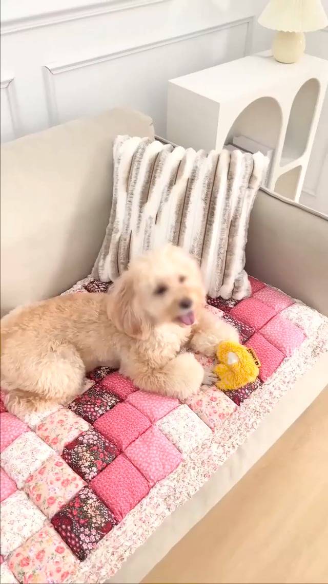 Watch Funny Fuzzy Couch Cover,Fuzzy Funny Sofa Cover on Amazon Live
