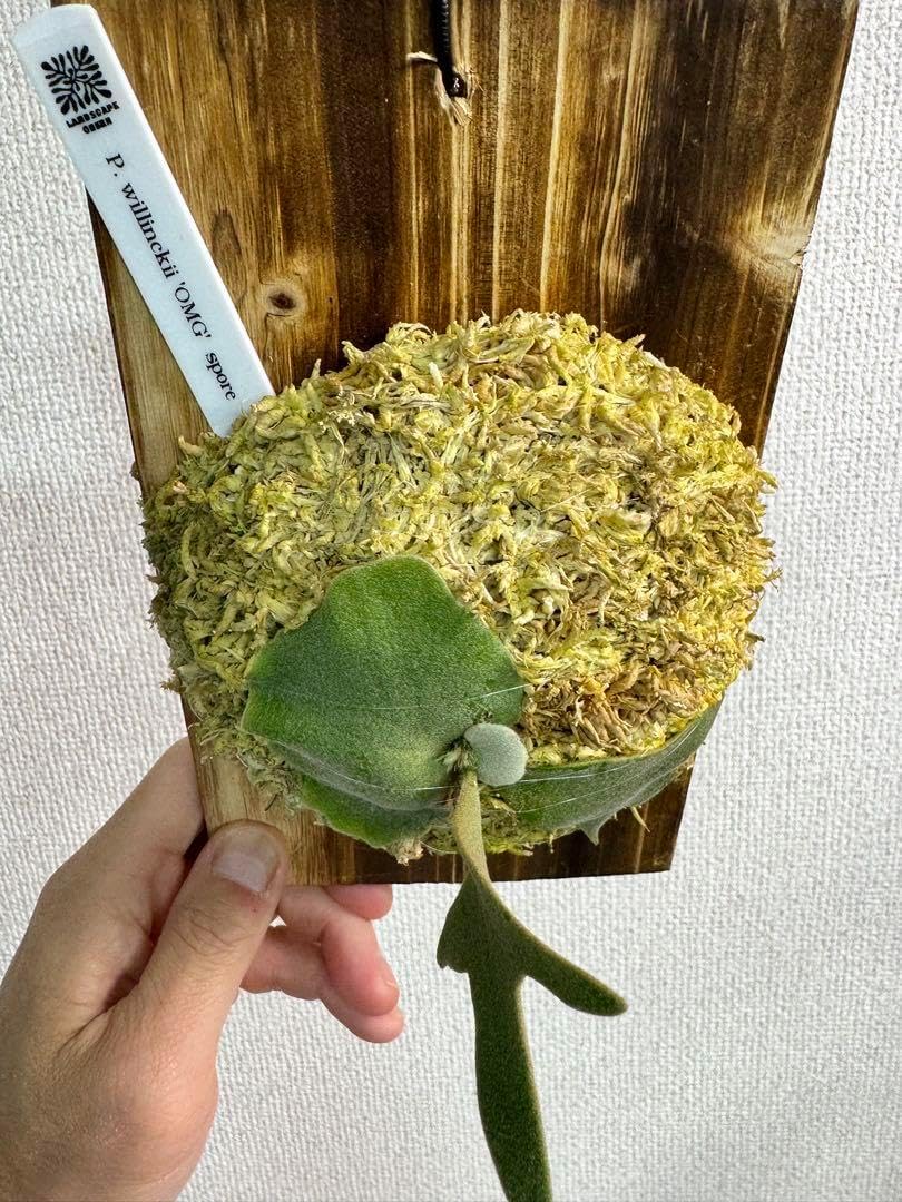 P. willinckii 'OMG'spore ビカクシダ