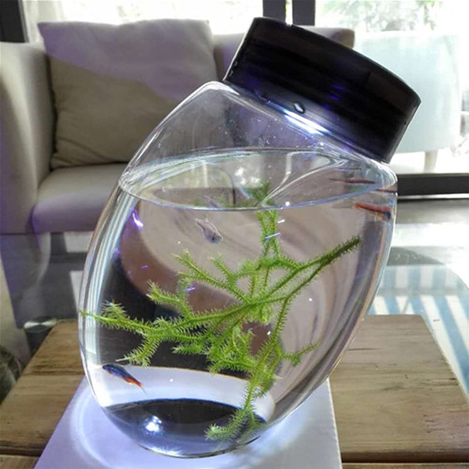 Closed Aquatic Ecosystem, Ecosphere with LED Base, Desktop Fish Tank