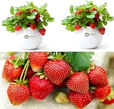 Special Red Strawberry Fruit Plant Juicy Sweet & Rasaali All Weather Adjustable for Hot Climate Home Garden, Balcony, Terrace & Pots Suitable with pot