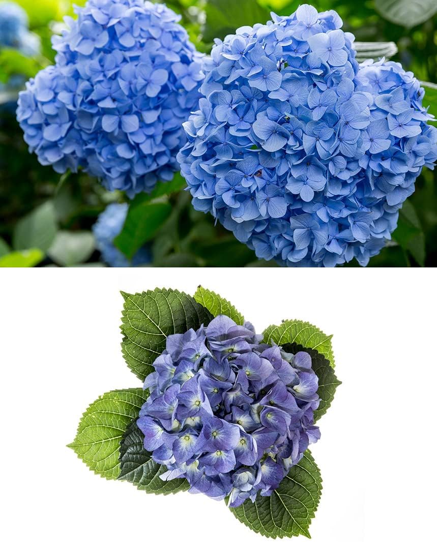 Organic Natural Pure Hydrangea Leaf Extract Powder- 5.29Ounce (150gram) - Image 3