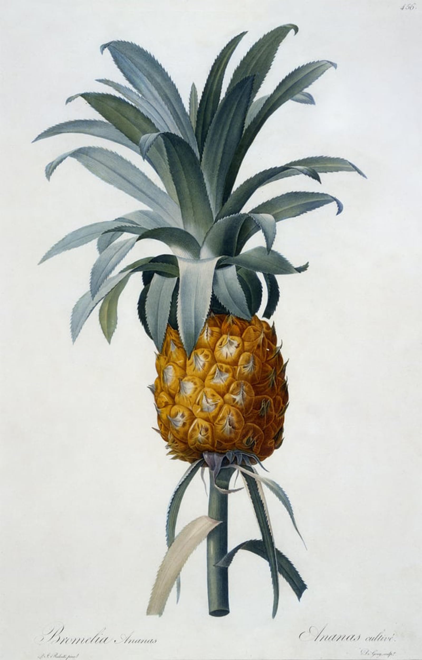 ARTXLXXBN Famous Prints Artwork Pictures Poster Painting Art Bromelia Ananas by Pierre Redouté Artwork Landscape Pictures for Home Decor 60x90cm