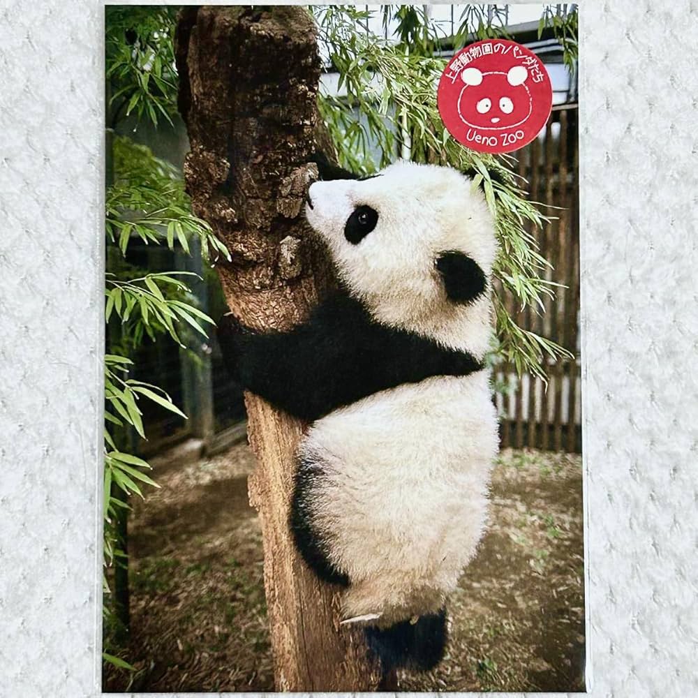 上野動物園　パンダ　ポストカード Amazon.co.jp: 上野動物園ポストカード ジャイアントパンダ