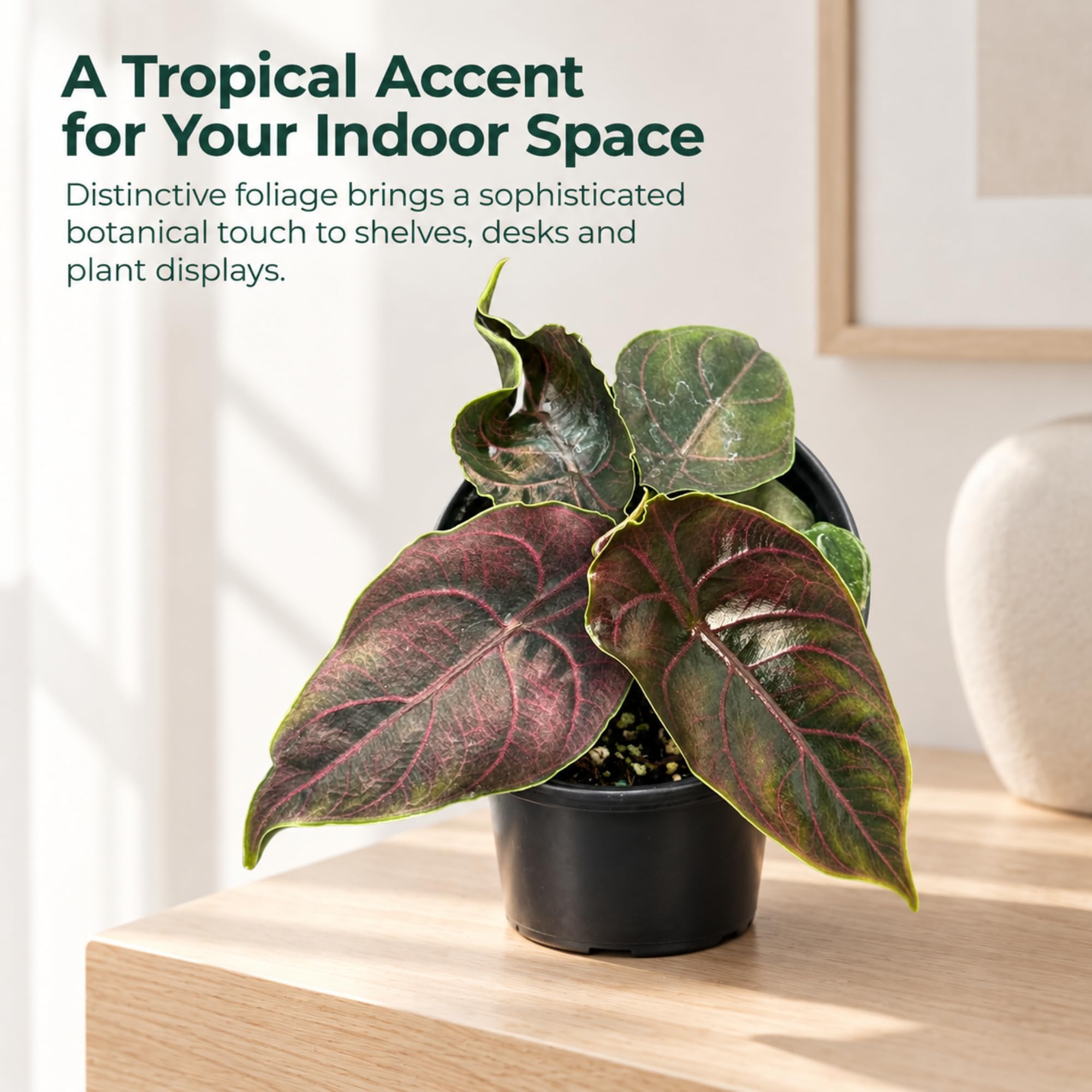 Amazon.com: Alocasia Azlanii Live Plant - Metallic Red Jewel