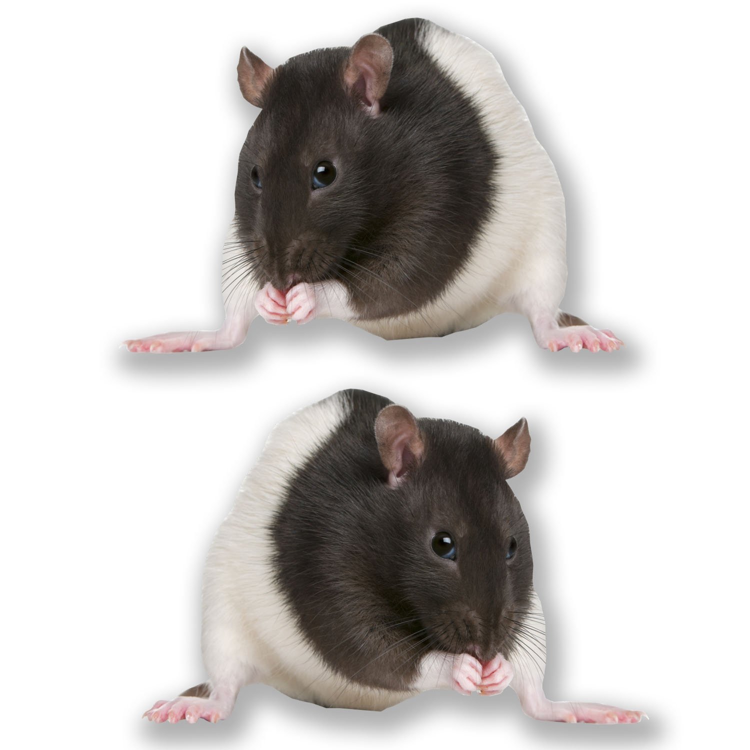 2 x 10cm Cute Fancy Rat Stickers Laptop Tablet Car Decal Kids Girls Animal #6611 (10cm Wide x 6.5cm Tall)